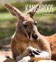 Go to record Kangaroos